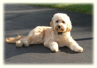 Petite Goldendoodle Puppies