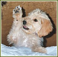 Goldendoodle puppy