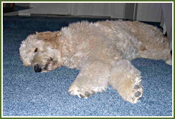 Snoozing on the new carpet