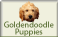 Goldendoodle Puppies