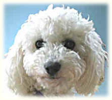 Bichon Frise