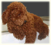 Toy Poodle