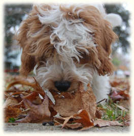 Timshell Farm Puppies